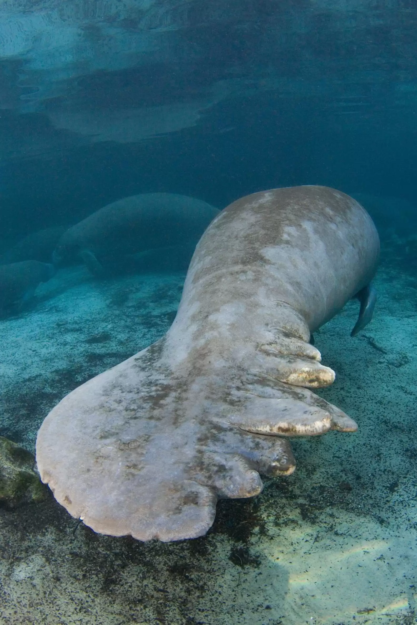 manatee with parts of tail missing
